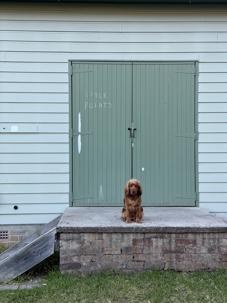 Lexie — 1-year-old red Cocker Spaniel